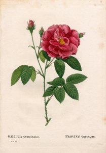 Rose de l