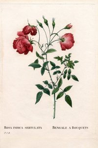 Rose du Bengale à bouquets, Rosa chinensis variété. Gravure au pointillé colorée à la main de Pierre Joseph Redouté « Les Roses », Paris - Pierre Joseph Redouté