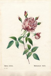 Rose de Bengale nini, Rosa indica ninia. Gravure en taille-douce coloriée à la main de Pierre Joseph Redouté « Les Roses », Paris
