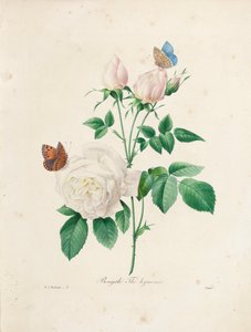 Bengale Thé Hyménée, gravé par Victor, de 