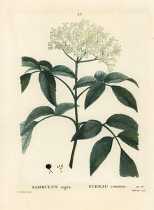 Sureau noir ou sureau européen, Sambucus nigra. Gravure en stipple colorée à la main par Miss Brenet d