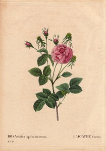 Planche botanique, fleur, rose variété : Agathe carnée (Rosa gallica agatha incarnata) - Pierre Joseph Redouté