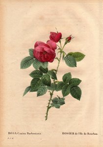 Planche botanique, Fleur, Rose Variété : Rose de l