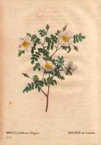 Planche botanique, Fleur, Rose Variété : Rose blanche de Candolle ou Rose de Candolle (Rosa candolleana elegans). Rose sauvage, découverte en Europe du Sud et nommée De Candolle en 1819. Dans « Les Roses », Volume 2 par Pierre Joseph Redouté (1759-1840) - Pierre Joseph Redouté