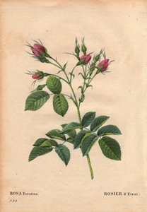Planche botanique, Fleur, Rose Variété : Rose Evrat (Rosa evratina). Origine inconnue, des serres néerlandaises et donnée à Monsieur Evrath avant 1824. Dans « Les Roses », Volume 2 par Pierre Joseph Redouté (1759-1840) - Pierre Joseph Redouté