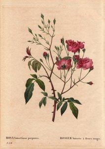 Planche botanique, Fleur, Rose Variété : Rosa noisettiana à fleurs rouges (Rosa noisettiana purpurea), obtenue à partir des graines de la variété Rose Noisette en 1822 dans le jardin de Monsieur Ternaux. Dans « Les Roses », Volume 2 par Pierre Joseph Redou - Pierre Joseph Redouté