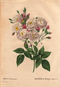 Planche botanique, fleur, rose variété : Rose de Philippe noisette (Rosa noisettiana). Espèce hybride de rose moschata chinensis cultivée aux États-Unis par John Champney et introduite en France par Philippe Noisette en 1814. Dans « Les Roses », Volume 2 p - Pierre Joseph Redouté