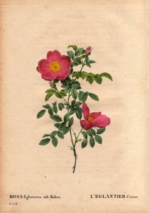 Planche botanique, fleur, rose variété : L