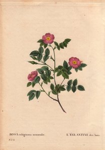 Planche botanique, Fleur, Rose Variété : L