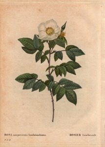 Planche botanique, fleur, rose variété : La rose Leschenault (Rosa sempervirens Leschenaultiana). Découverte par Monsieur Leschenault sur les Nilgiri (ou Nilagiri ou Nilgiris) aussi appelées Montagnes Bleues de l