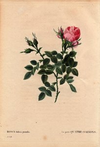 Planche botanique, Fleur, Rose Variété : Les Quatre Saisons (Quatre Saisons). En latin : Rosa bifera pumila, cultivée par Monsieur Noel, Paris, France, avant 1824. Dans « Les Roses », Volume 2 par Pierre Joseph Redouté (1759-1840) - Pierre Joseph Redouté