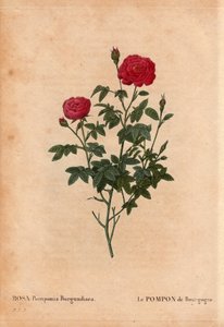 Planche botanique, fleur, rose variété : Le Pompon de Bourgogne (Rosa Pomponia Burgundiaca). Dans « Les Roses », Volume 2 par Pierre Joseph Redouté (1759-1840) - Pierre Joseph Redouté