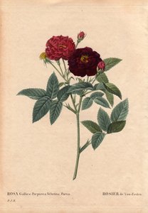 Planche botanique, Fleur, Rose Variété : Rose Van Eeden (Rosa Gallica Purpurea Velutina Parva). Cultivée aux Pays-Bas par Van Eeden avant 1810. Dans « Les Roses », Volume 2 par Pierre Joseph Redouté (1759-1840) - Pierre Joseph Redouté