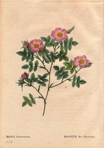 Planche botanique, Fleur, Rose Variété : Rosier buissonnant (Rosa dumetorum). De la famille des roses canines d