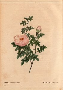 Planche botanique, Fleur, Rose Variété : Rose Ventenat. (Rosa ventenatiana), origine inconnue. Dans « Les Roses », Volume 2 par Pierre Joseph Redouté (1759-1840) - Pierre Joseph Redouté