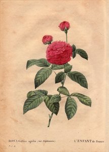 Planche botanique, fleur, rose variété : L