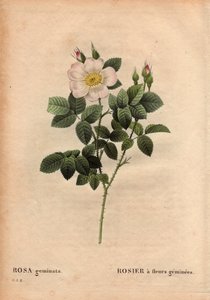 Planche botanique, Rose à fleurs précieuses - Pierre Joseph Redouté