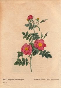 Planche botanique, fleur, variété de rose : Rose rouillée à fleurs semi-doubles (Rosa rubiginosa flora semi pleno), obtenue à partir de graines et cultivée par P.J. Redouté vers 1806. Dans « Les Roses », Volume 2 par Pierre Joseph Redouté - Pierre Joseph Redouté