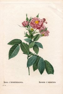 Rose Boursault - Pierre Joseph Redouté