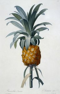 Bromelia Ananas - Pierre Joseph Redouté