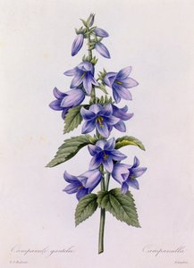 Campanule