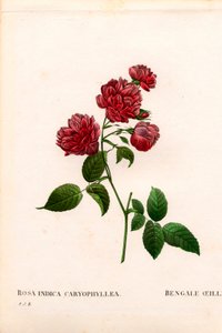 Rose de Chine œillet, Rosa chinensis variété, L