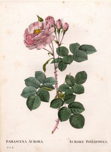 Rose céleste, Rosa alba variété, Rose Aurore Poniatowska. Gravure au pointillé colorée à la main de Pierre Joseph Redouté « Les Roses », Paris - Pierre Joseph Redouté