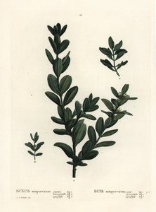 Buis commun, Buxus sempervirens. Gravure en manière de crayon coloriée à la main d
