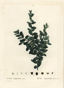 Buis commun, Buxus sempervirens fruticosa. Gravure en stipple colorée à la main d
