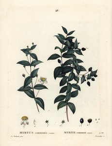 Myrte commun, Myrtus communis. Gravure en stipple colorée à la main par Demachy d