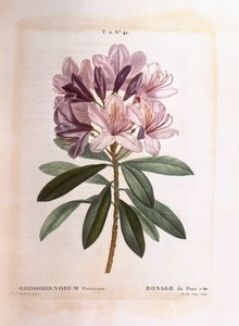 Rhododendron commun, Henry Louis Duhamel du Monceau, planche botanique par Pierre Joseph Redouté - Pierre Joseph Redouté