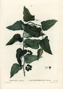 Salsepareille ou smilax de Méditerranée, Smilax aspera (Smilax excelsa). Gravure en stipple colorée à la main par Mixelle l