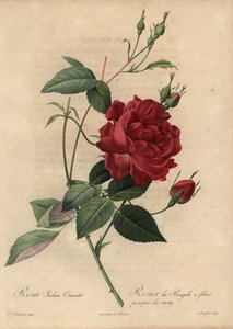 Rose de Chine cramoisie, Rosa chinensis - Pierre Joseph Redouté