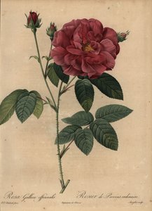 Rose française cramoisie ou rose de Provins, Rosa gallica officinalis - Pierre Joseph Redouté