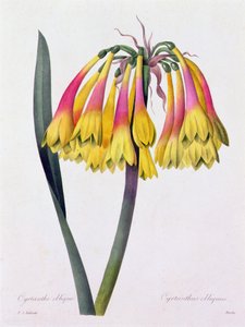 Cyrtanthus Obliquus - Pierre Joseph Redouté