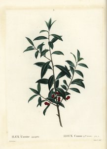 Houx dahoon. Gravure en couleur par Coqueret d