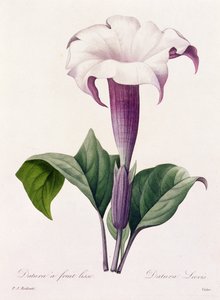 Dature Laevis - Pierre Joseph Redouté