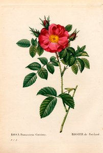 Rose Duchesse de Portland, Rosa portlandica, Rose de Portland. Gravure au pointillé colorée à la main de Pierre Joseph Redouté « Les Roses », Paris - Pierre Joseph Redouté