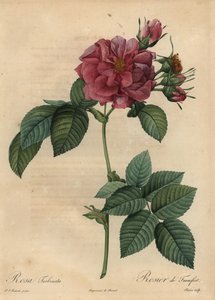 Rose rose poussiéreuse, Rosa turbinata - Pierre Joseph Redouté