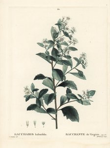 Baccharis à feuilles d