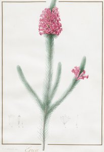Erica Fulgida - Pierre Joseph Redouté