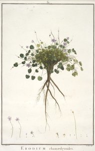 Erodium chamaedryoides, du Geraniologia, seu Erodii, Pelargonii, Monsoniae et Grieli historia iconibus illustrata, 1787-88 - Pierre Joseph Redouté