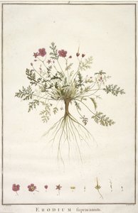 Erodium supracanum, du Geraniologia, seu Erodii, Pelargonii, Monsoniae et Grieli historia iconibus illustrata, 1787-88 - Pierre Joseph Redouté