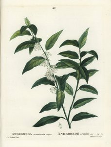 Andromède acuminée. Gravure en stipple colorée à la main par Miss Brenet d
