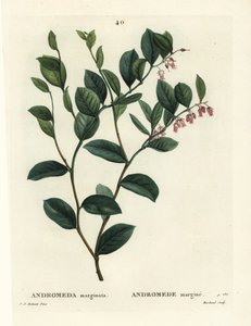 Andromède marginée. Gravure en couleur à la main par J. Marchand d