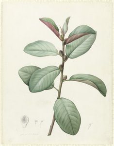 Ficus Rubeginosa - Pierre Joseph Redouté