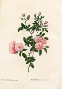 Rose multiflore rose chair, Rosa multiflora var. carnea, Rosier Multiflora à fleurs carnea. Gravure au pointillé colorée à la main de Pierre Joseph Redouté « Les Roses », Paris