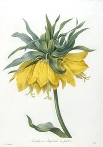 Fritillaire, Impériale variété jaune, du Choix Des Plus Belles Fleurs et des Plus Beaux Fruits, 1827