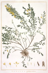 Genista pedunculata, du Stripes Novae aut Minus Cognitae, 1784