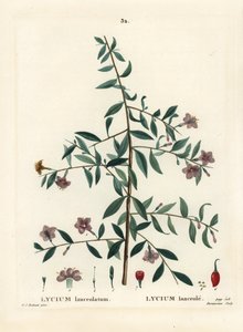 Baie de goji ou lyciet de Barbarie, Lycium barbarum. Gravure en manière de crayon par Du Ruisseau d